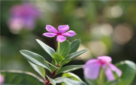 長春花開花欣賞