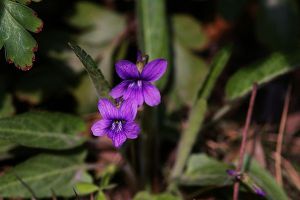 紫花地丁什么時候開花