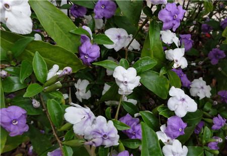 雙色茉莉開花圖片欣賞