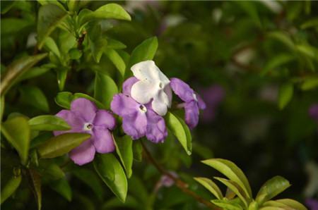 雙色茉莉開花圖片欣賞