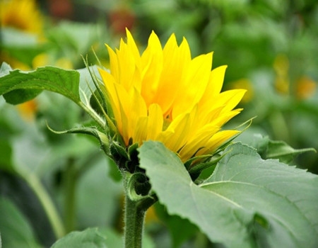 向日葵的開(kāi)花期