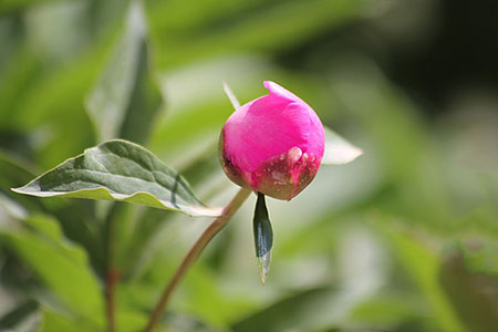 漂亮的芍藥