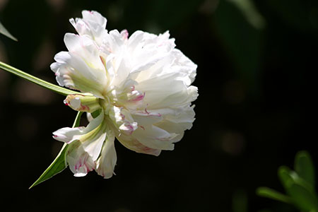 漂亮的芍藥