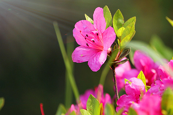 如何延長杜鵑花的花期