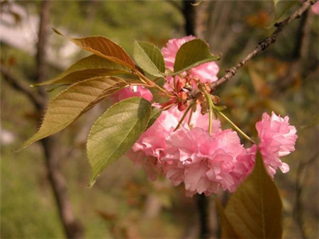 日本晚櫻開花圖片欣賞