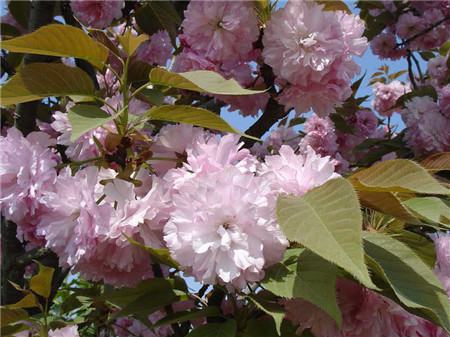 日本晚櫻開花圖片欣賞