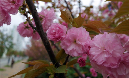 日本晚櫻開花圖片欣賞