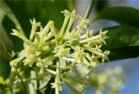 夜來香開花圖片