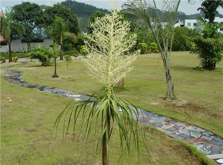 酒瓶蘭開花圖片欣賞