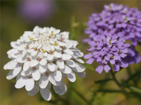 屈曲花開花圖片欣賞