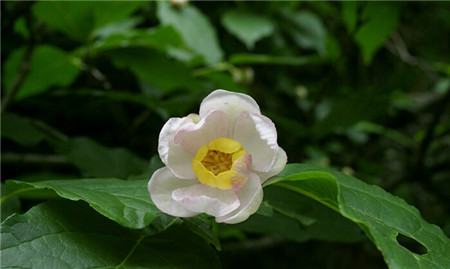 夏臘梅開(kāi)花圖片欣賞