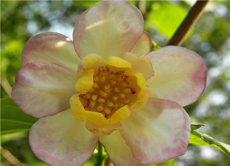 夏臘梅開(kāi)花圖片欣賞