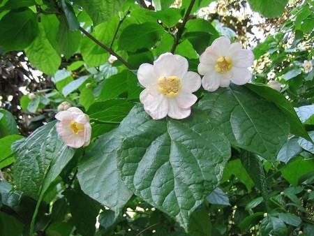 夏臘梅開(kāi)花圖片欣賞