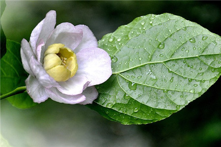 夏臘梅開(kāi)花圖片欣賞