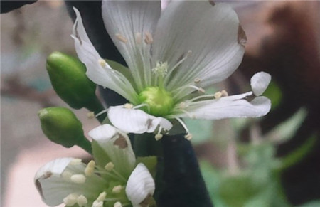 捕蠅草開花形態(tài)