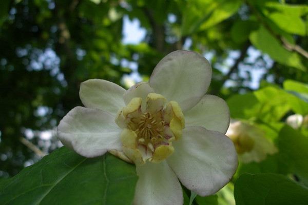 夏臘梅什么時(shí)候開(kāi)花