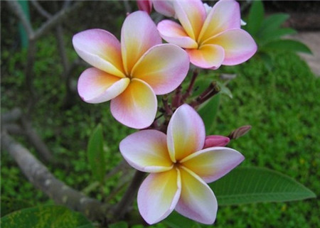 雞蛋花開(kāi)花形態(tài)