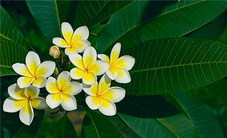 雞蛋花開(kāi)花圖片欣賞