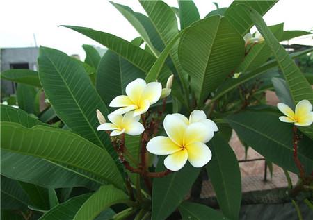 雞蛋花開(kāi)花圖片欣賞