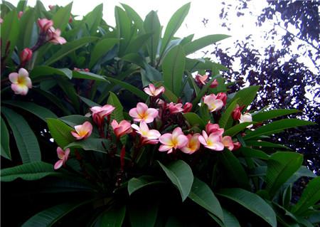 雞蛋花開(kāi)花圖片欣賞