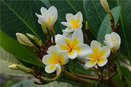 雞蛋花開(kāi)花圖片欣賞