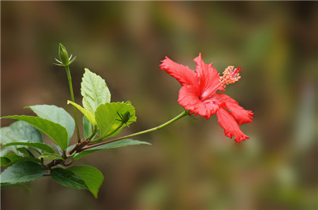 扶桑開花圖片欣賞