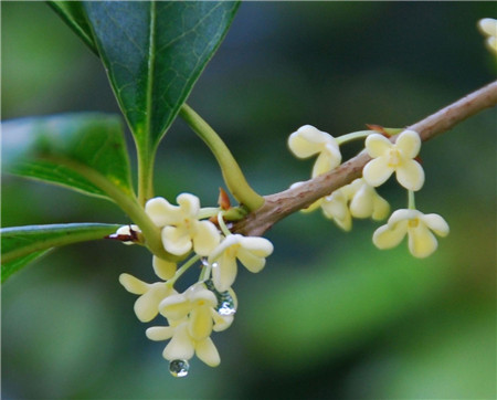 桂花開花圖片欣賞