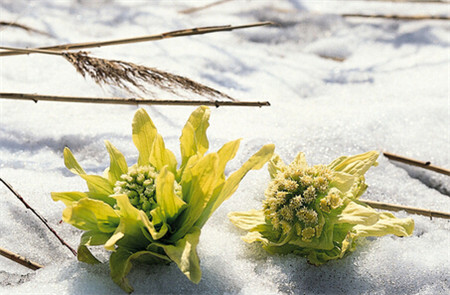 雪蓮花