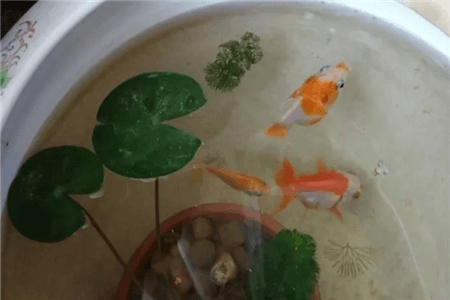 植物與金魚(yú)一起養(yǎng)的觀賞缸