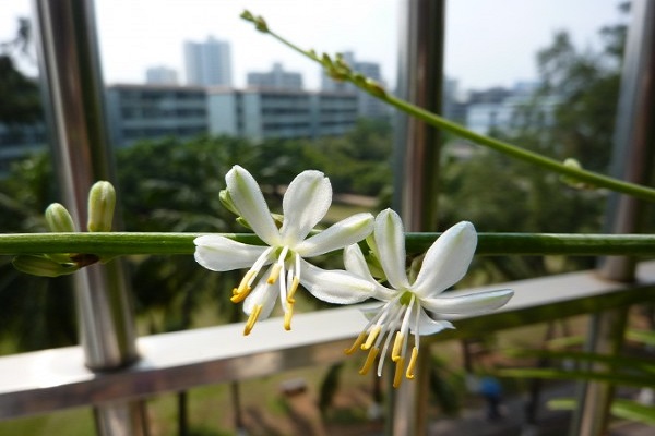 吊蘭開(kāi)花了怎么打理