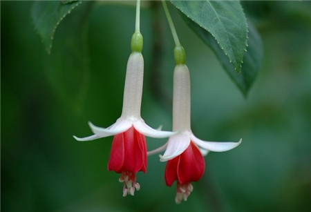 倒掛金鐘開(kāi)花圖片欣賞