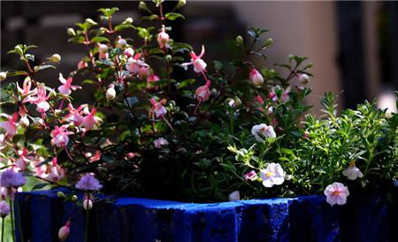 倒掛金鐘開(kāi)花圖片欣賞