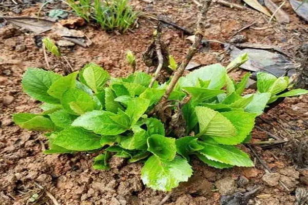 室內(nèi)繡球這么養(yǎng)，剪個枝種十盆，一分錢不花！