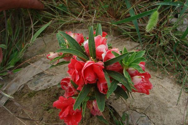 茶花鳳仙什么時(shí)候開(kāi)花