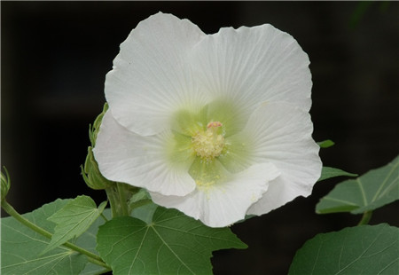 木芙蓉花開花欣賞