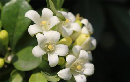 七里香開(kāi)花形態(tài)