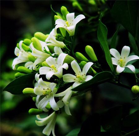 七里香開(kāi)花圖片欣賞