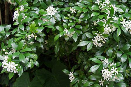 七里香開(kāi)花圖片欣賞