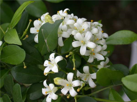 七里香開(kāi)花圖片欣賞