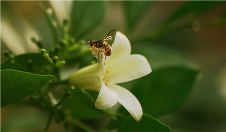 七里香開(kāi)花圖片欣賞