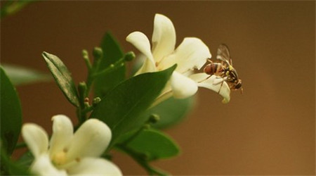 七里香開(kāi)花圖片欣賞