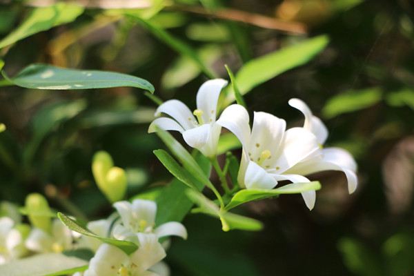 七里香什么時(shí)候開(kāi)花