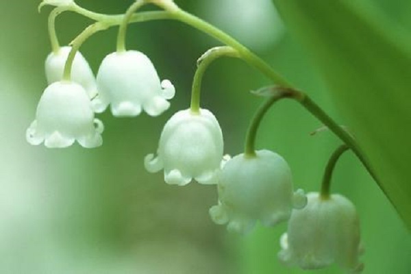 鈴蘭開(kāi)花后怎么辦