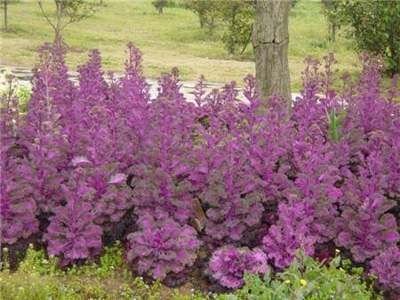 羽衣甘藍(lán)開花欣賞