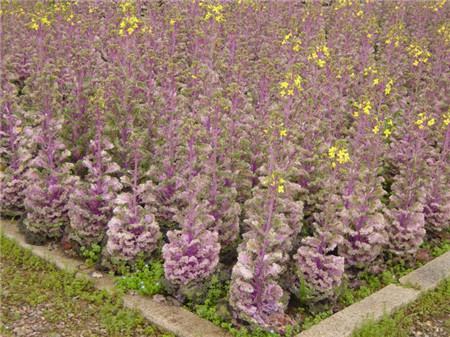 羽衣甘藍(lán)開花