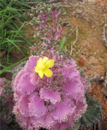 羽衣甘藍(lán)開花欣賞