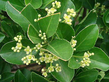 冬青開(kāi)花嗎