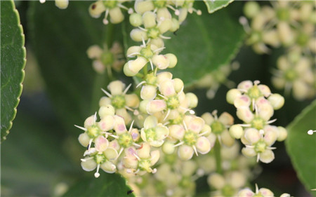 冬青開(kāi)花圖片欣賞