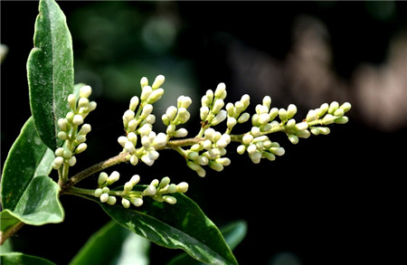 冬青開(kāi)花圖片欣賞