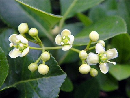 冬青開(kāi)花圖片欣賞